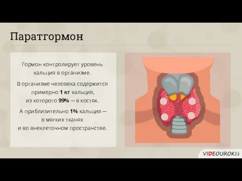 Паратгормон Гормон контролирует уровень кальция в организме. В организме человека