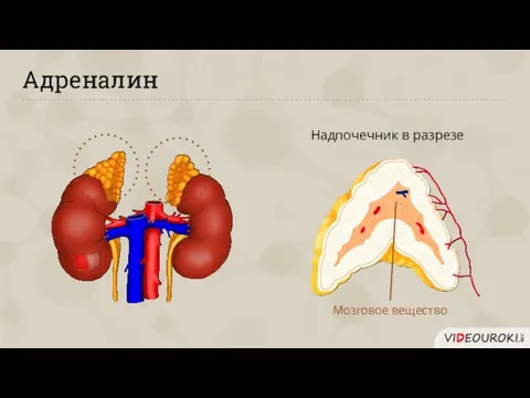 Адреналин Надпочечник в разрезе Мозговое вещество