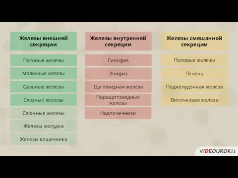 Железы внешней секреции Железы внутренней секреции Железы смешанной секреции Потовые