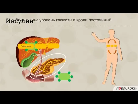 Инсулин Гликоген За счёт инсулина уровень глюкозы в крови постоянный.