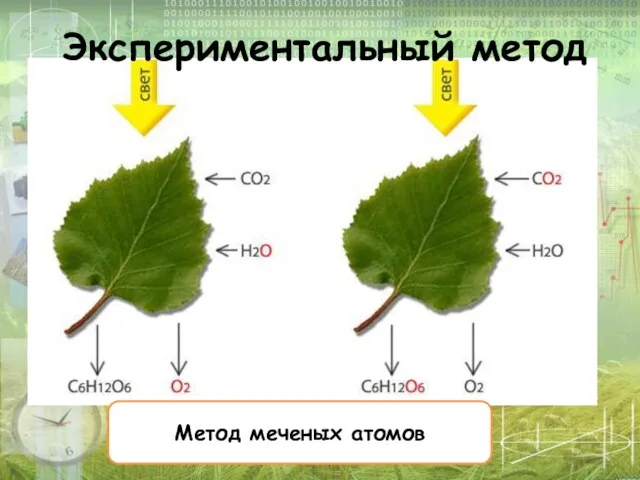 Метод меченых атомов Экспериментальный метод