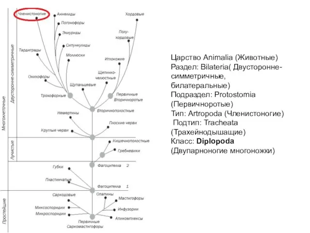 Царство Animalia (Животные) Раздел: Bilateria( Двусторонне-симметричные, билатеральные) Подраздел: Protostomia (Первичноротые)