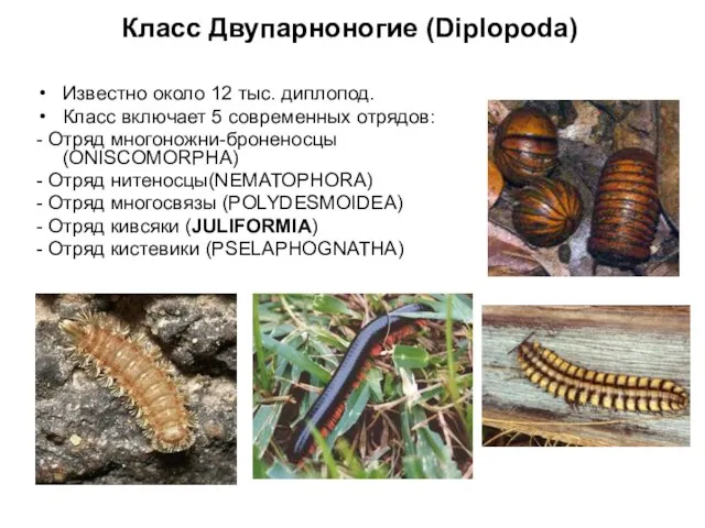 Класс Двупарноногие (Diplopoda) Известно около 12 тыс. диплопод. Класс включает