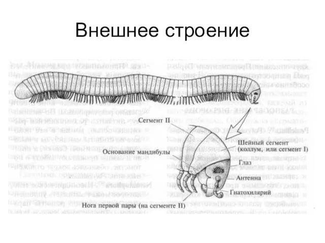 Внешнее строение