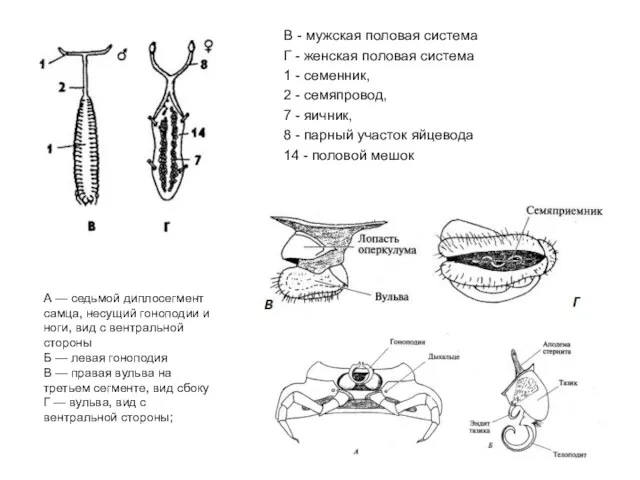 А — седьмой диплосегмент самца, несущий гоноподии и ноги, вид