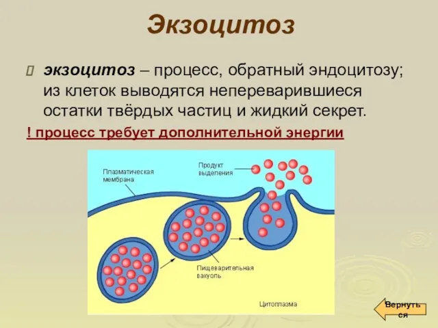 Экзоцитоз экзоцитоз – процесс, обратный эндоцитозу; из клеток выводятся непереварившиеся остатки твёрдых частиц