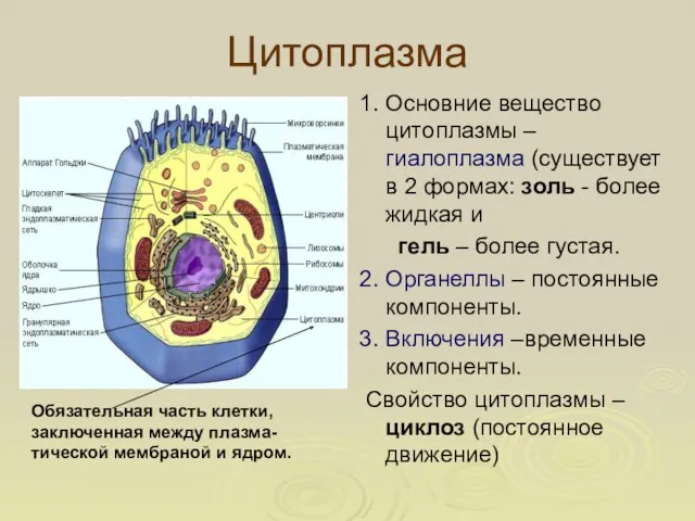 Цитоплазма 1. Основние вещество цитоплазмы – гиалоплазма (существует в 2 формах: золь -