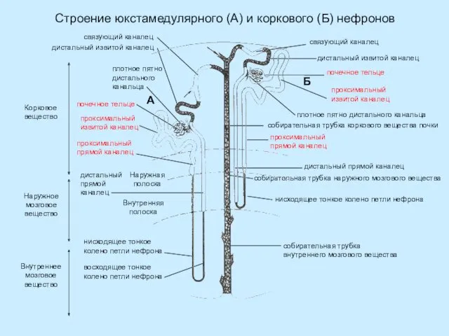 Строение юкстамедулярного (А) и коркового (Б) нефронов Б Корковое вещество