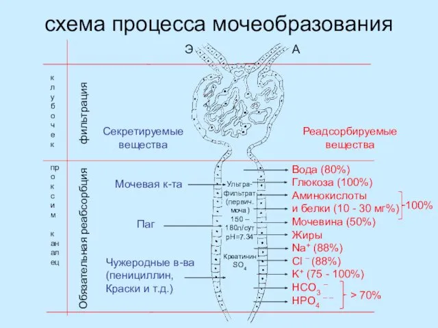 схема процесса мочеобразования к л у б о ч е