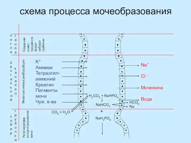 схема процесса мочеобразования п е т л я Г е