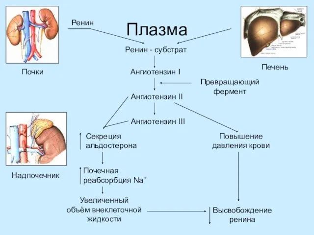 Плазма Ренин - субстрат Ангиотензин I Превращающий фермент Ангиотензин II