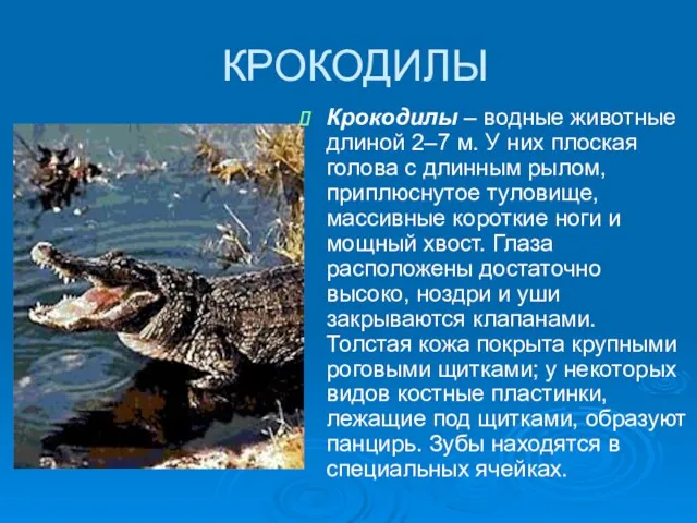 КРОКОДИЛЫ Крокодилы – водные животные длиной 2–7 м. У них плоская голова с