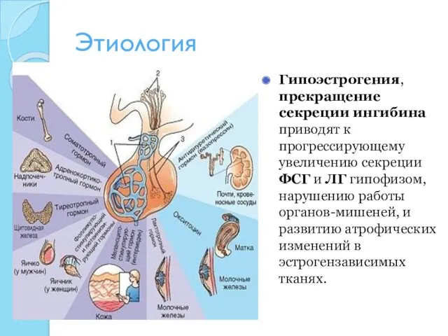 Этиология Гипоэстрогения, прекращение секреции ингибина приводят к прогрессирующему увеличению секреции