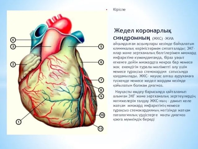 Кіріспе Жедел коронарлық синдромның (ЖКС) –ЖИА айқындалған асқынулары кезінде байқалатын