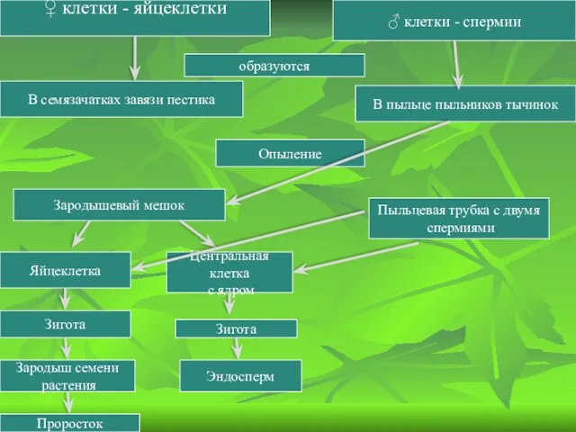 ♀ клетки - яйцеклетки ♂ клетки - спермии В семязачатках