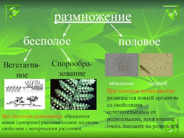 бесполое размножение половое Вегетатив-ное Спорообра-зование яйцеклетка спермий При бесполом размножении