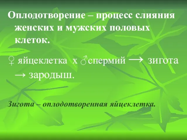 Оплодотворение – процесс слияния женских и мужских половых клеток. ♀