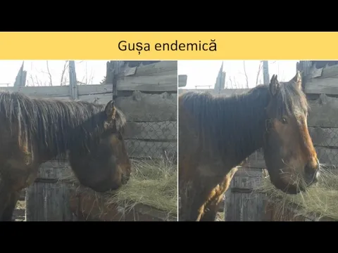 Gușa endemică