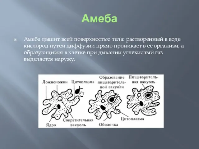 Амеба Амеба дышит всей поверхностью тела: растворенный в воде кислород