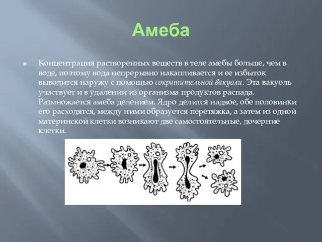 Амеба Концентрация растворенных веществ в теле амебы больше, чем в