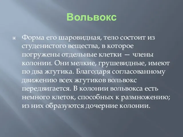 Вольвокс Форма его шаровидная, тело состоит из студенистого вещества, в