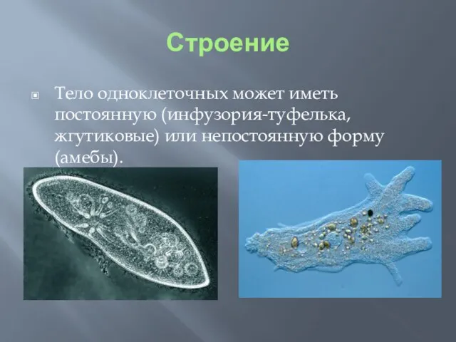 Строение Тело одноклеточных может иметь постоянную (инфузория-туфелька, жгутиковые) или непостоянную форму (амебы).
