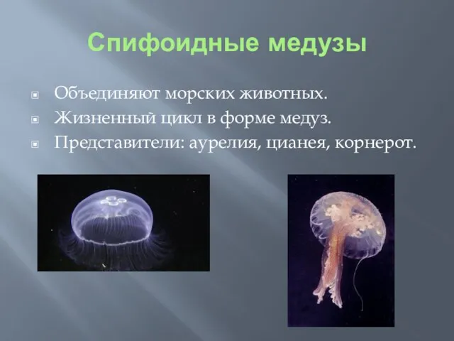 Спифоидные медузы Объединяют морских животных. Жизненный цикл в форме медуз. Представители: аурелия, цианея, корнерот.
