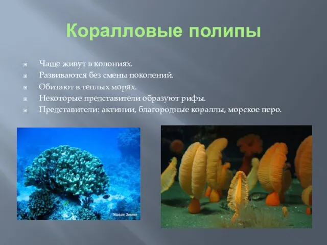 Коралловые полипы Чаще живут в колониях. Развиваются без смены поколений.