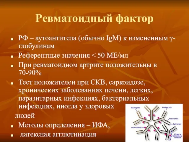 Ревматоидный фактор РФ – аутоантитела (обычно IgM) к измененным γ-глобулинам