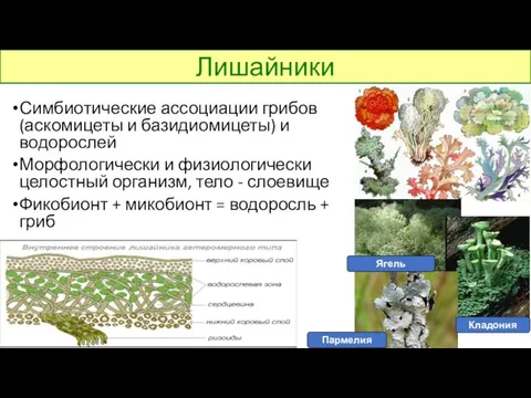 Симбиотические ассоциации грибов (аскомицеты и базидиомицеты) и водорослей Морфологически и физиологически целостный организм,