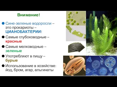 Внимание! Сине-зеленые водоросли – это прокариоты – ЦИАНОБАКТЕРИИ! Самые глубоководные – красные Самые