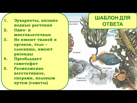 ШАБЛОН ДЛЯ ОТВЕТА Эукариоты, низшие водные растения Одно- и многоклеточные Не имеют тканей