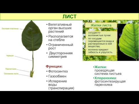 Вегетативный орган высших растений Располагается на стебле Ограниченный рост Двусторонняя симметрия Функции: Фотосинтез