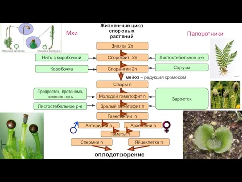Зигота 2n Жизненный цикл споровых растений Спорофит 2n Спорангии 2n Споры n Зрелый