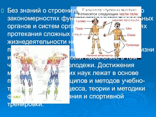 Без знаний о строении человеческого тела, о закономерностях функционирования отдельных