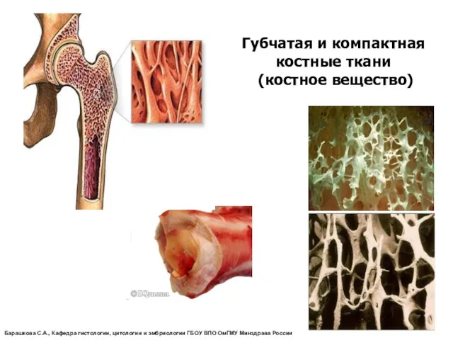 Губчатая и компактная костные ткани (костное вещество) Барашкова С.А., Кафедра гистологии, цитологии и