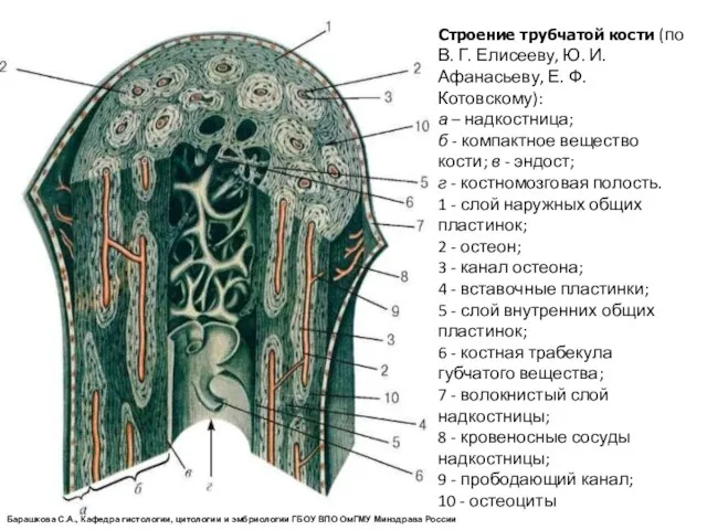 Строение трубчатой кости (по В. Г. Елисееву, Ю. И. Афанасьеву, Е. Ф. Котовскому):