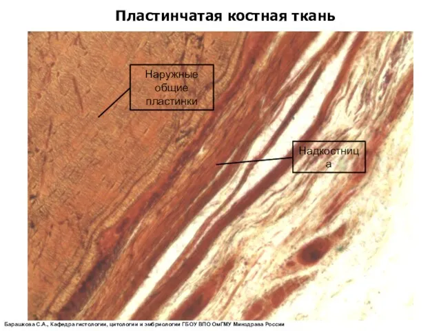 Пластинчатая костная ткань Надкостница Барашкова С.А., Кафедра гистологии, цитологии и эмбриологии ГБОУ ВПО