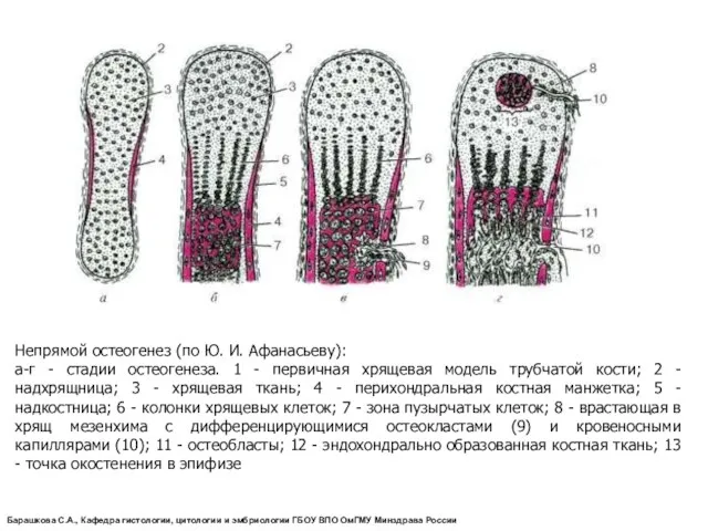 Непрямой остеогенез (по Ю. И. Афанасьеву): а-г - стадии остеогенеза.
