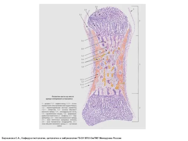 Барашкова С.А., Кафедра гистологии, цитологии и эмбриологии ГБОУ ВПО ОмГМУ Минздрава России