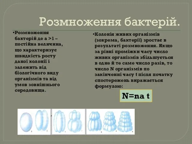 Розмноження бактерій. Розмноження бактерій де a >1 – постійна величина,