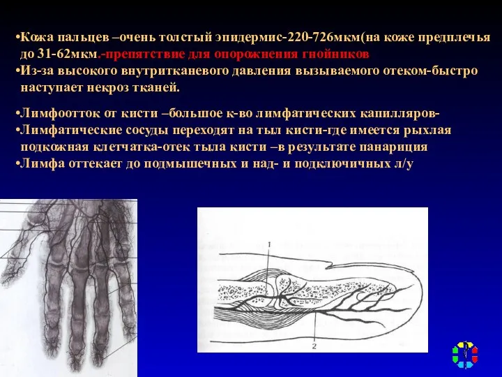 Кожа пальцев –очень толстый эпидермис-220-726мкм(на коже предплечья до 31-62мкм.-препятствие для опорожнения гнойников Из-за