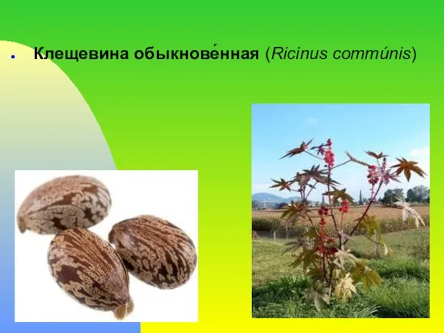 Клещевина обыкнове́нная (Ricinus commúnis)