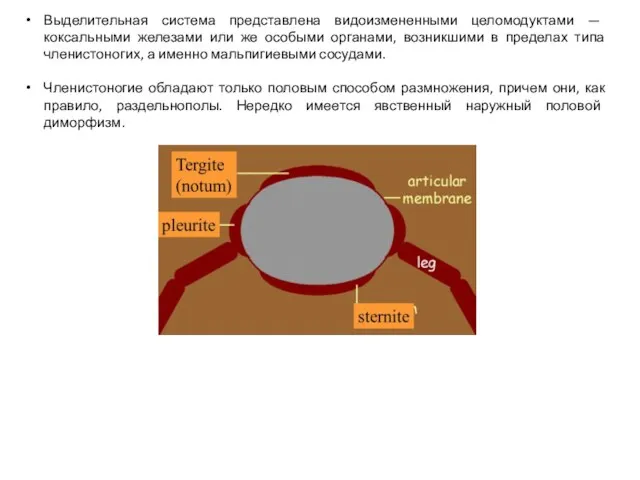 Выделительная система представлена видоизменен­ными целомодуктами — коксальными железами или же