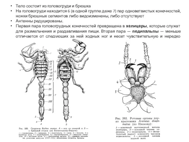 Тело состоит из головогруди и брюшка На головогруди находится 6