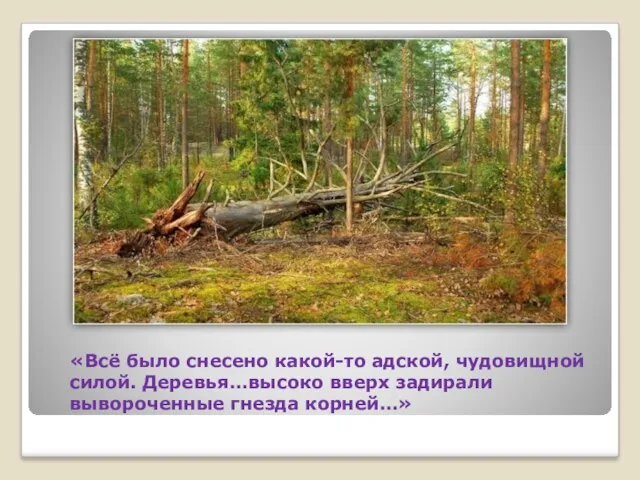 «Всё было снесено какой-то адской, чудовищной силой. Деревья…высоко вверх задирали вывороченные гнезда корней…»