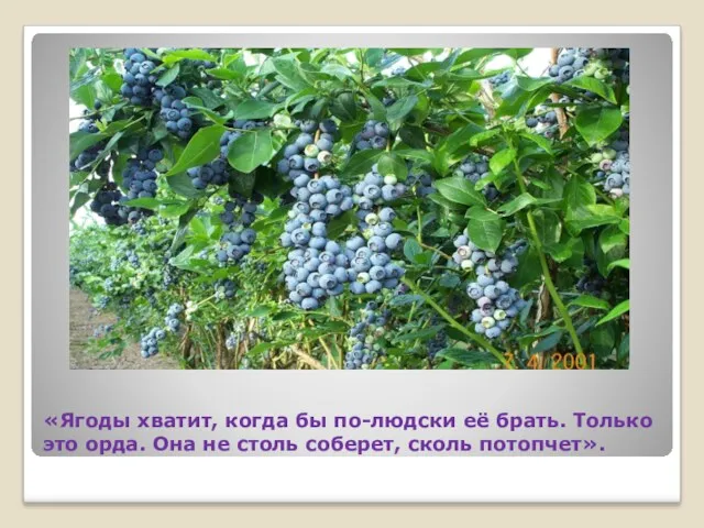 «Ягоды хватит, когда бы по-людски её брать. Только это орда. Она не столь соберет, сколь потопчет».