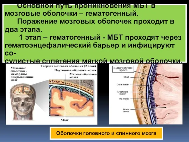 Основной путь проникновения МБТ в мозговые оболочки – гематогенный. Поражение