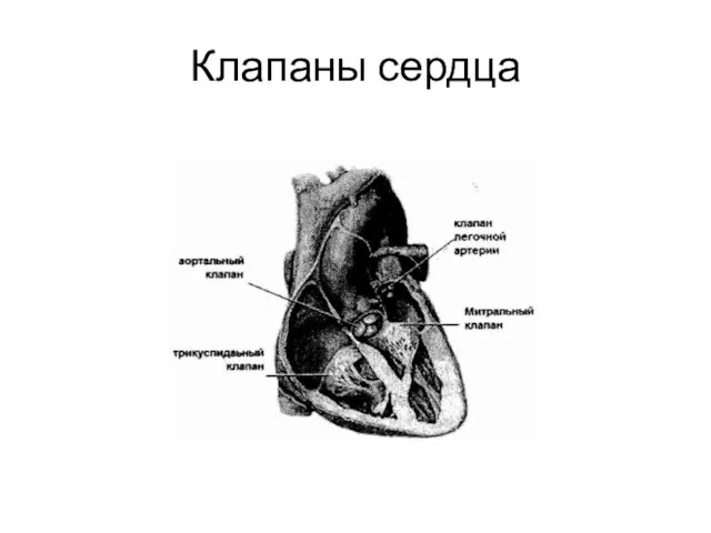 Клапаны сердца
