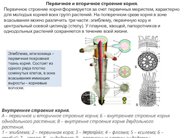 Первичное и вторичное строение корня. Первичное строение корня формируется за